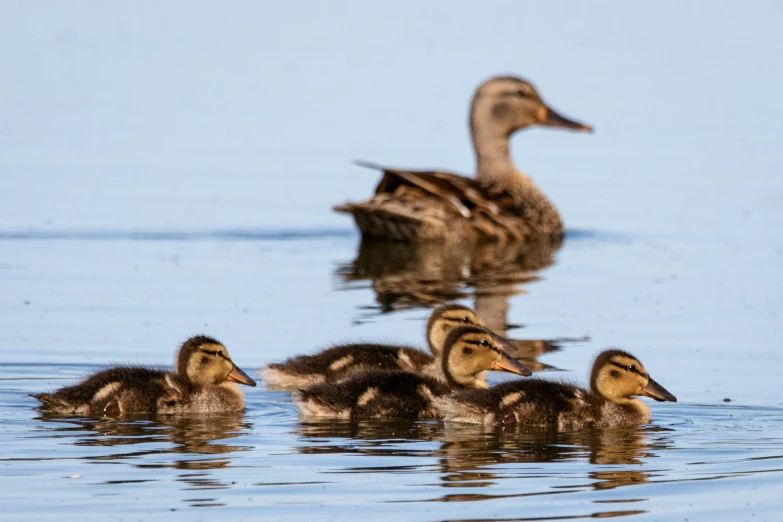 a flock of ducklings swimming on the water