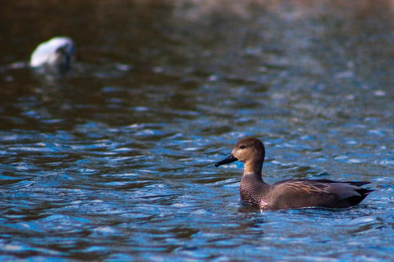 an adult duck floating on a lake near another bird