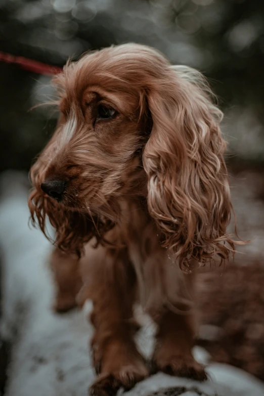 the small dog is standing on top of a rock