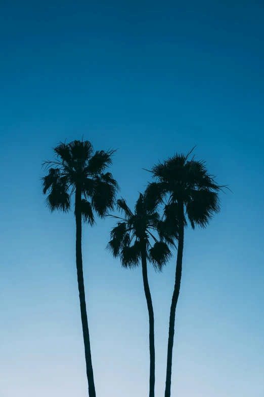 two palm trees in the evening light with a blue sky