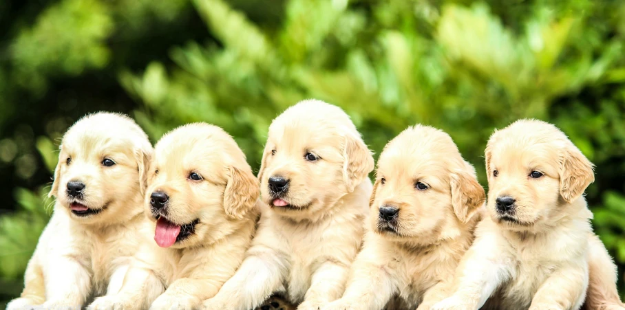 a herd of puppies sitting in the grass