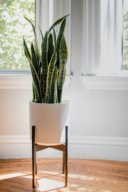 a house plant in a planter sitting on a hard wood floor