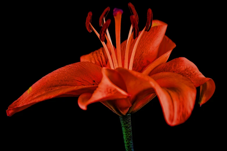 a very beautiful red lily flower sitting on top of a table