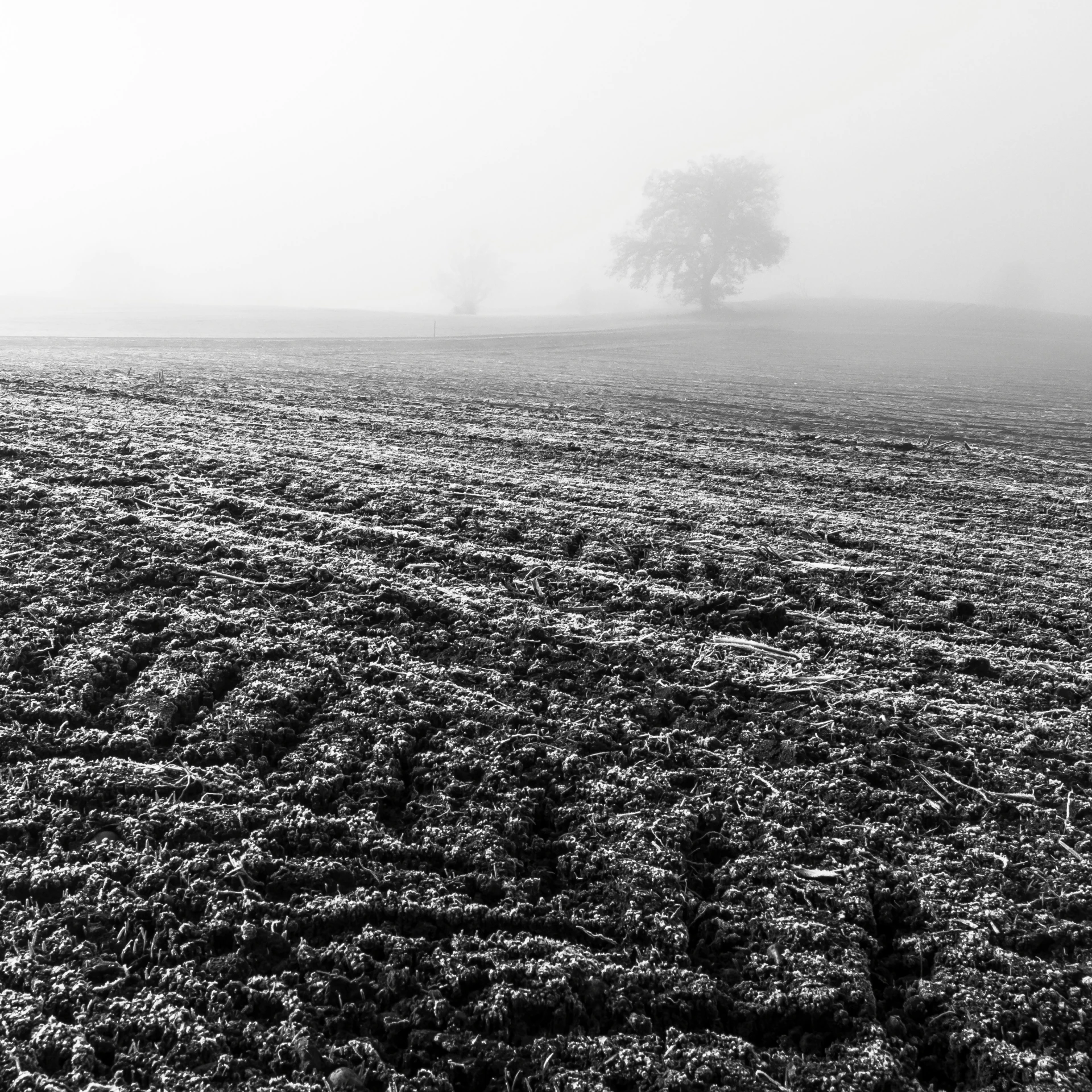 a lone tree in the middle of a foggy field