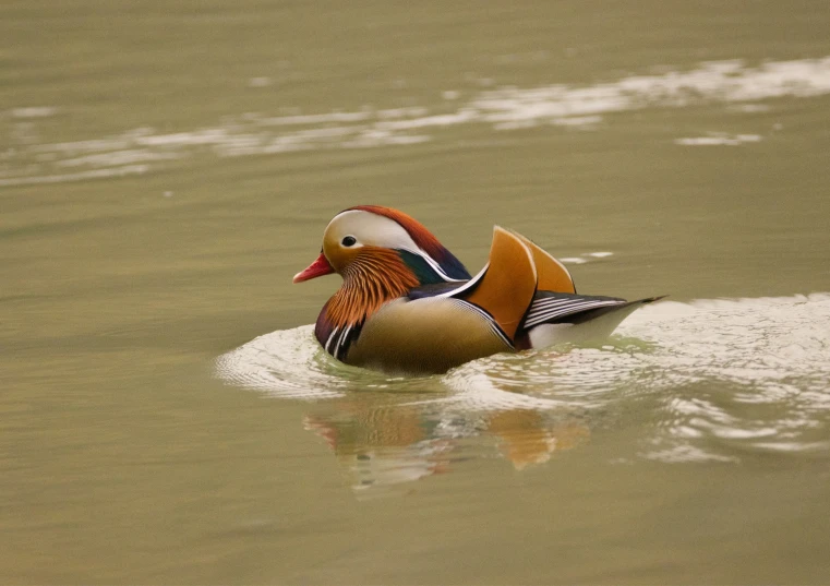 a duck floating on top of the water near a shoreline