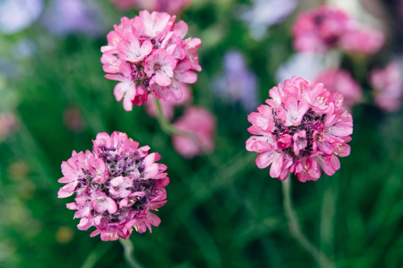 some pretty pink flowers in a green field