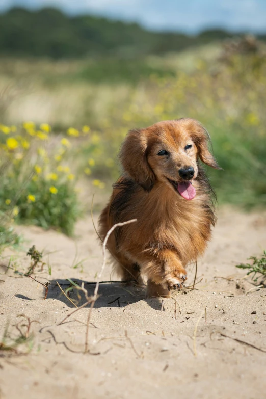 a small dog running on the side of a road