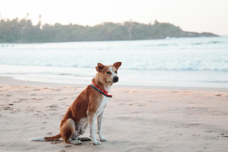 dog sitting on the sand at beach with blue ocean in background