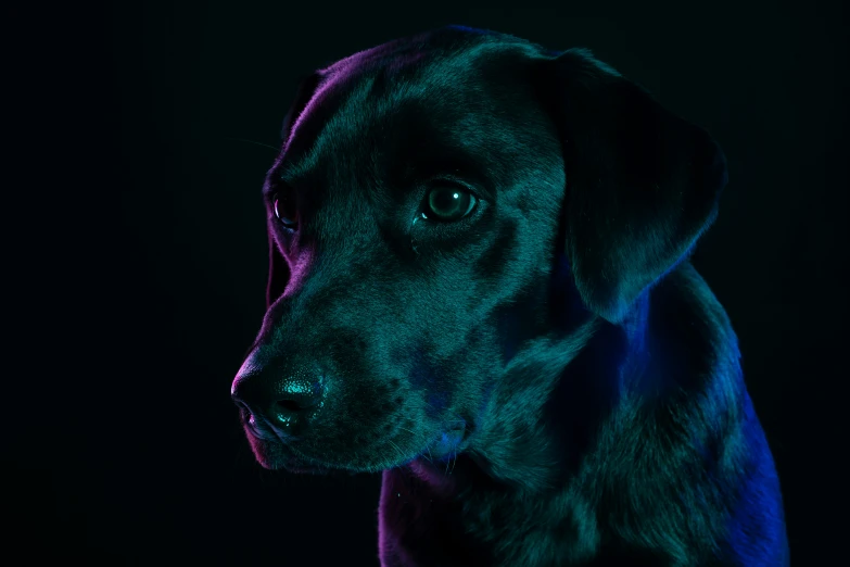 a close up view of a dog's face on dark background