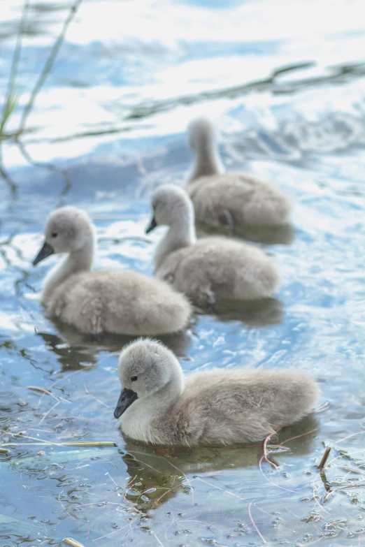 the young ducks are swimming in the lake