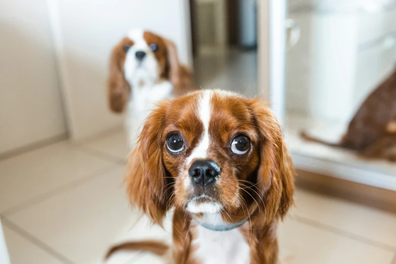 a brown and white dog is sitting in the mirror