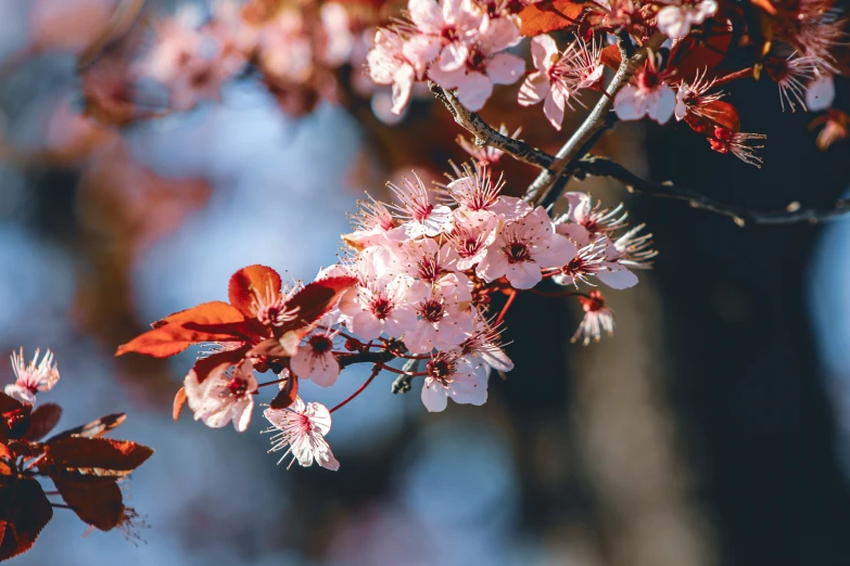 close up po of a cherry tree with pink blossoms