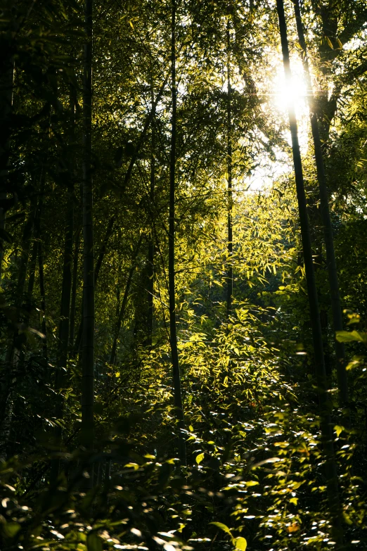 sunlight shines through the trees of an area that is surrounded by leaves