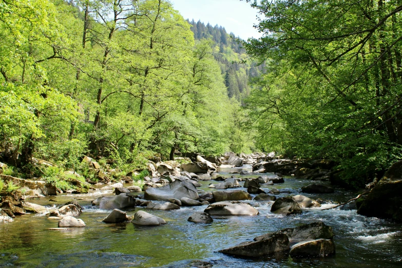 some rocks are in a stream surrounded by trees