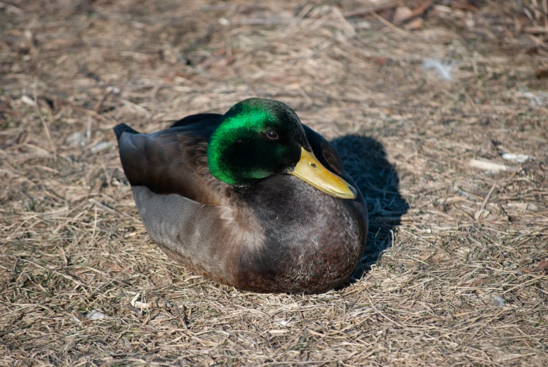 a duck that is sitting on the ground