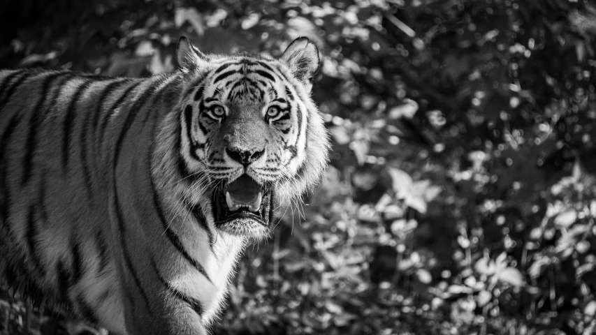 a black and white po of a tiger in front of trees