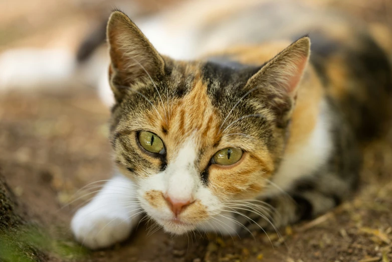 a cat with big green eyes laying in the dirt