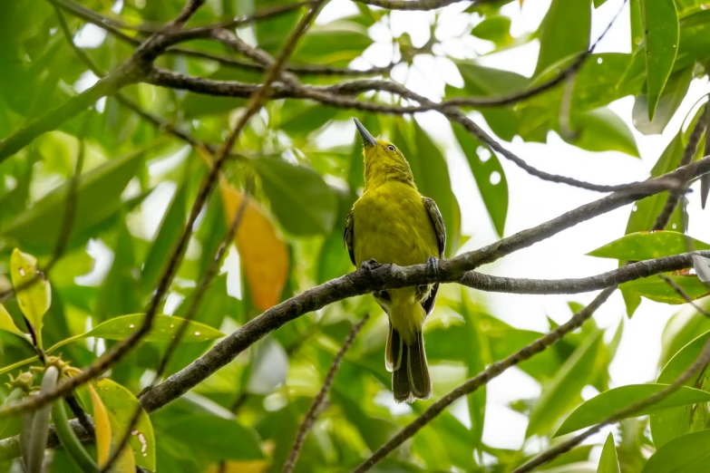 a small yellow bird perched on top of a tree nch