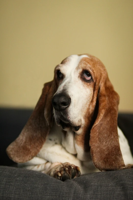 an image of a dog laying down