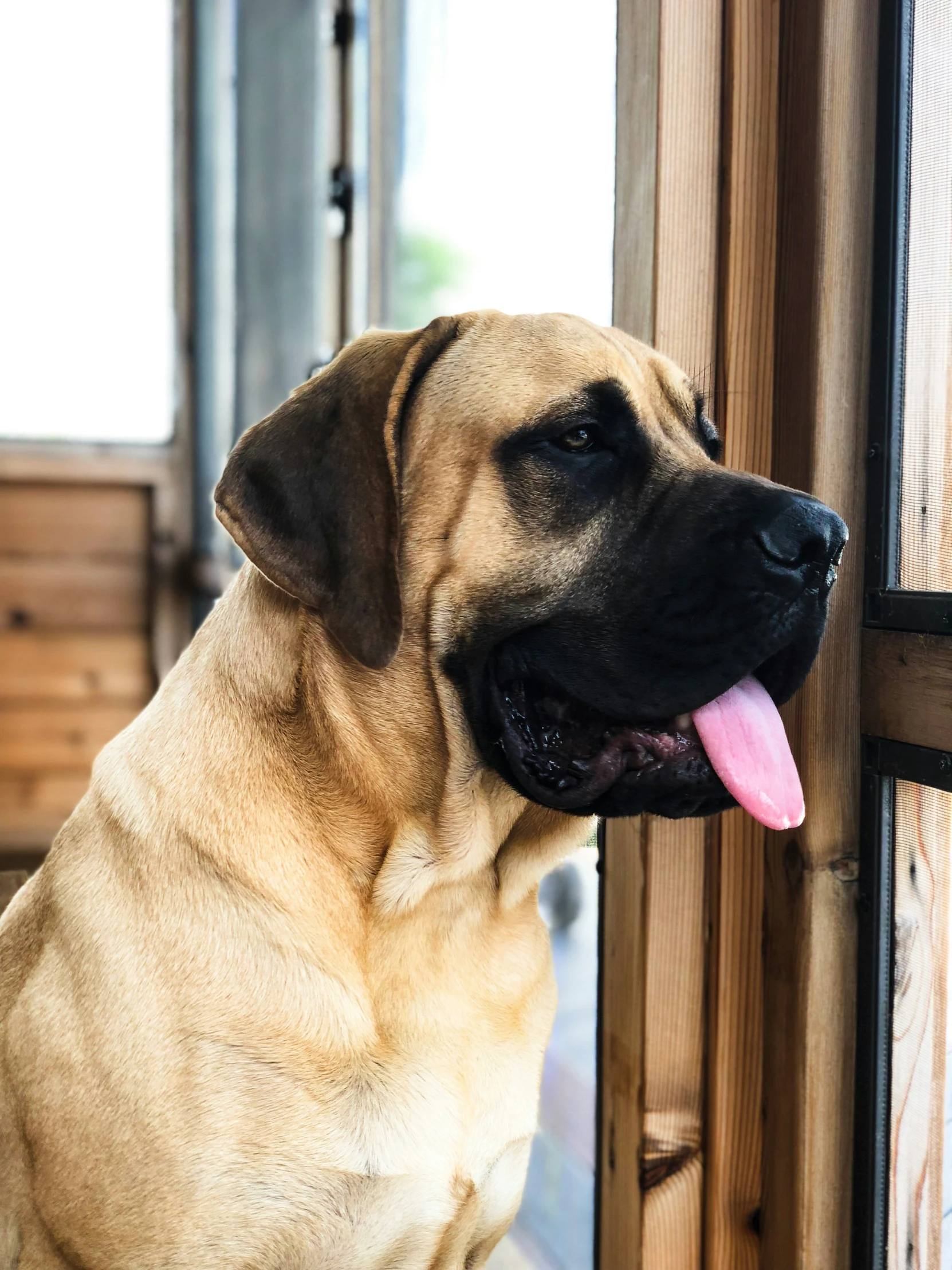 dog looking out the window at soing outside