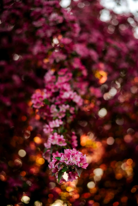 purple flowers in bloom near a tree with many lights