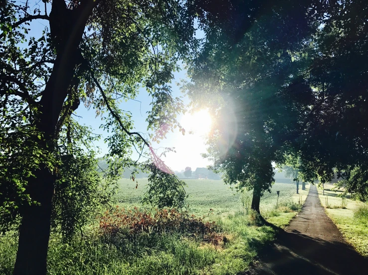 the sun is shining through some trees and on the grass