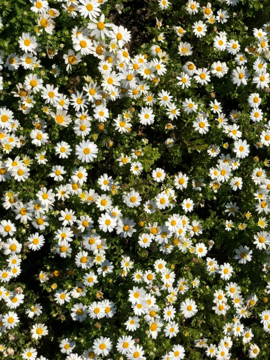 a lot of small flowers in the middle of the grass