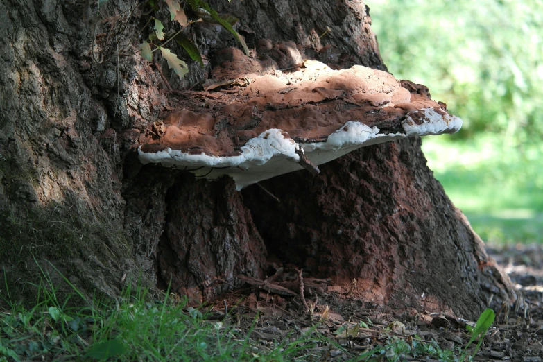 a mushroom is growing on a tree in the woods