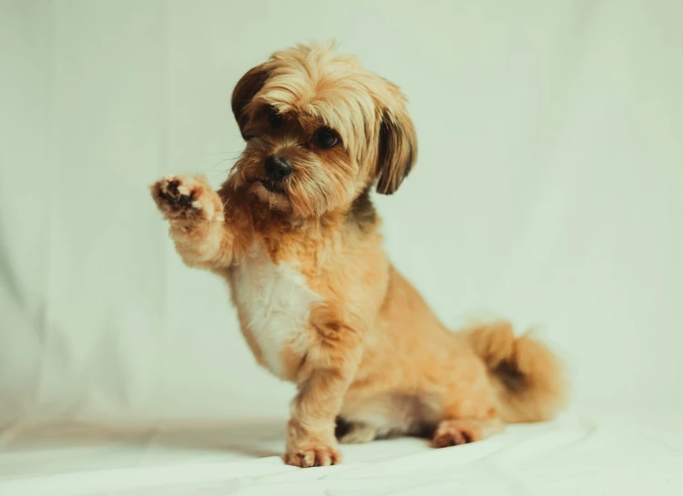 small dog with its paw up to the camera