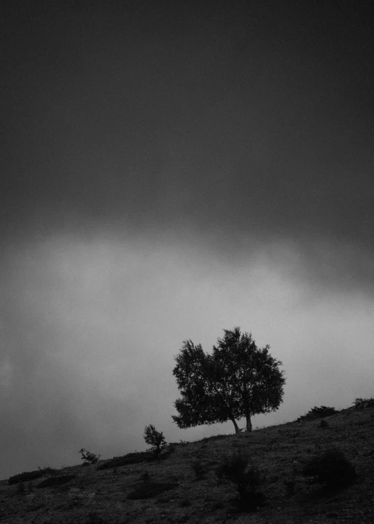 a tree on the hill is silhouetted by a dark sky