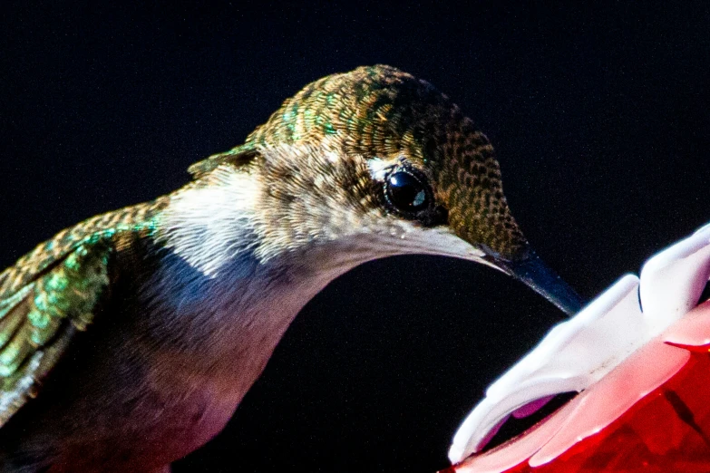 a hummingbird sitting on the wing of a pink flower