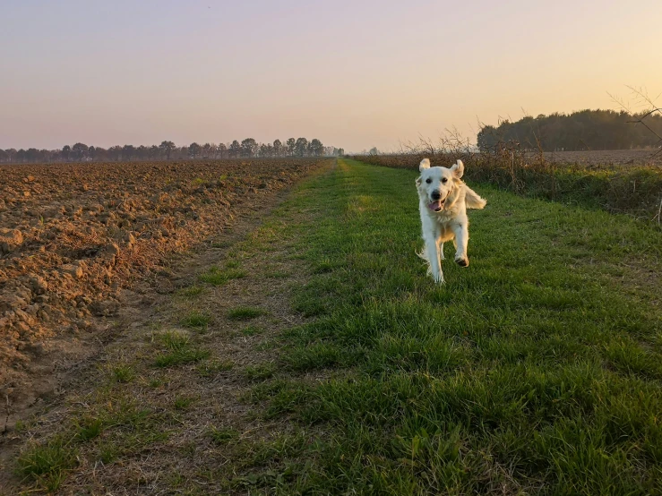 dog walking on a grassy path through a field
