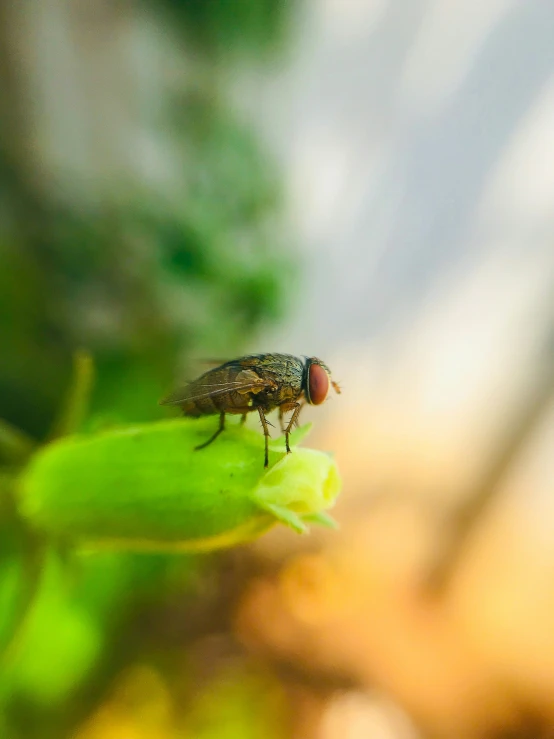 a fly sitting on top of a green leaf