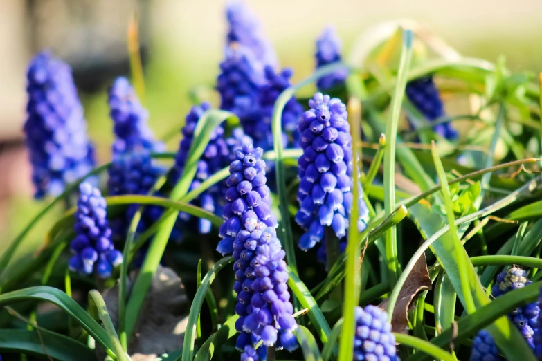 blue flowers growing out of a rock in the grass