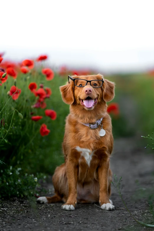 a brown dog sitting on a road with red flowers around