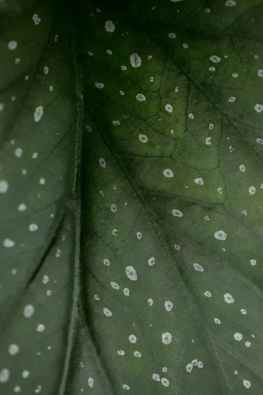 a green leaf with white dots on it