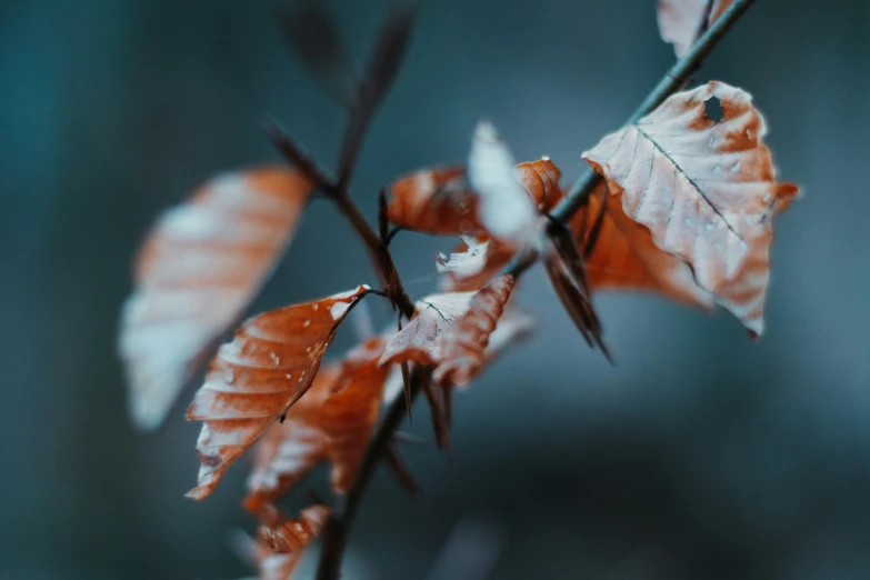 a leaf that is on top of a nch