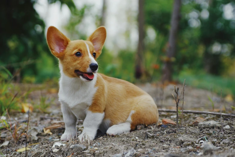 a dog that is sitting in the dirt