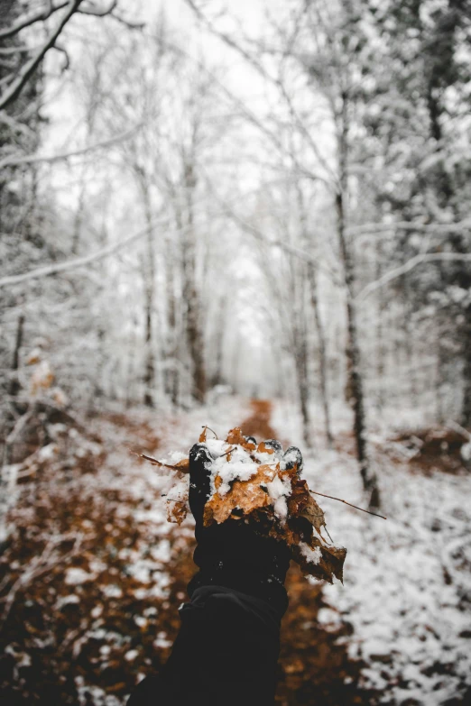 the image shows an old glove in front of snow covered trees