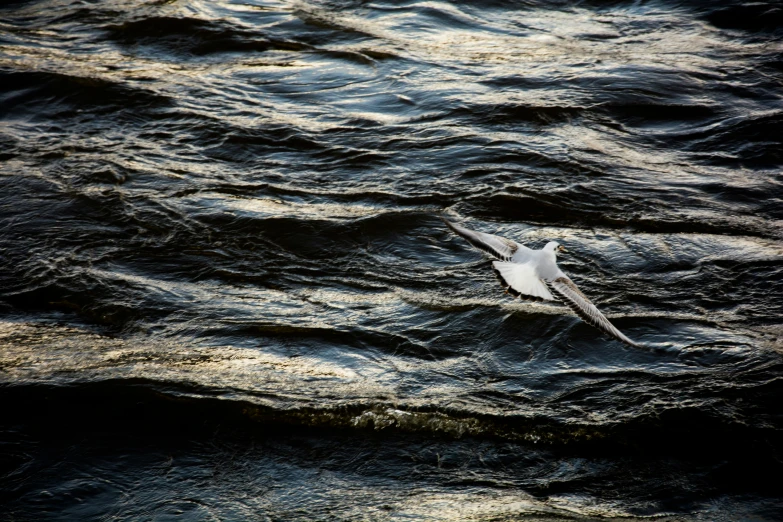 a sea bird flying over the top of water