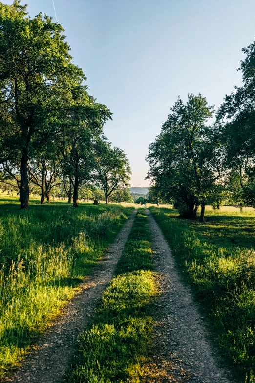 there is a dirt road that splits into two roads