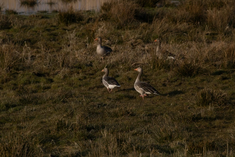 some birds walking through a field of grass