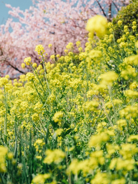 this is yellow wild flowers with bright pink flowers