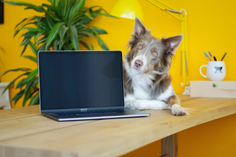 a dog is looking out from behind a laptop