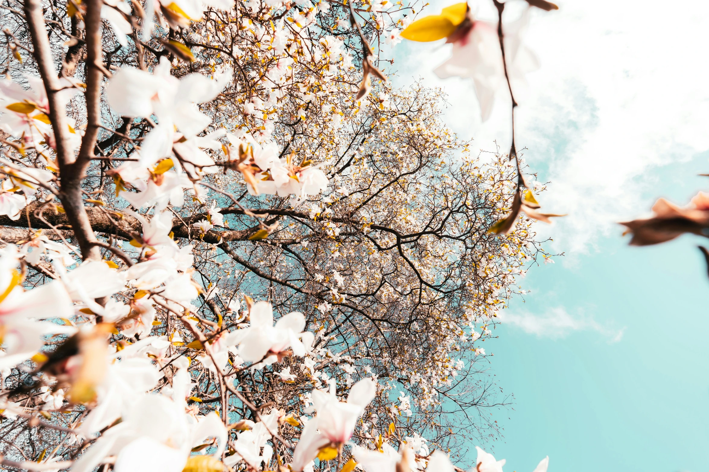 white flowers in bloom with blue sky background