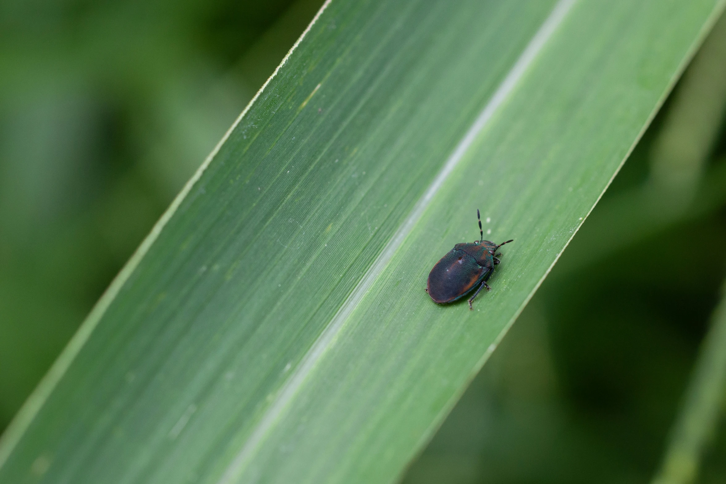 close up of a bug on green grass