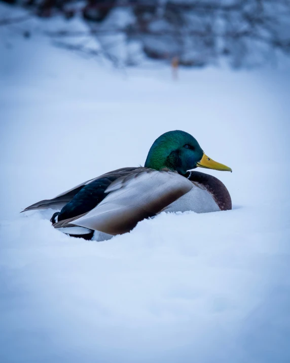 a mallard duck floating on a snow covered pond