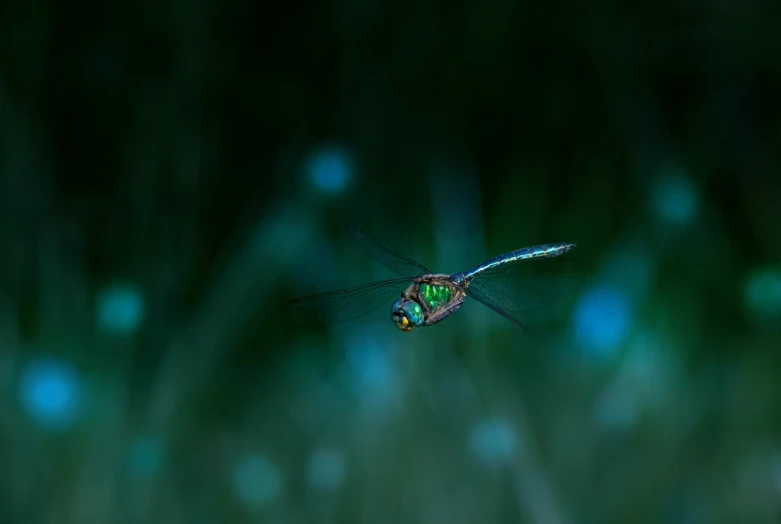 a green - headed spider on a web in a grass field