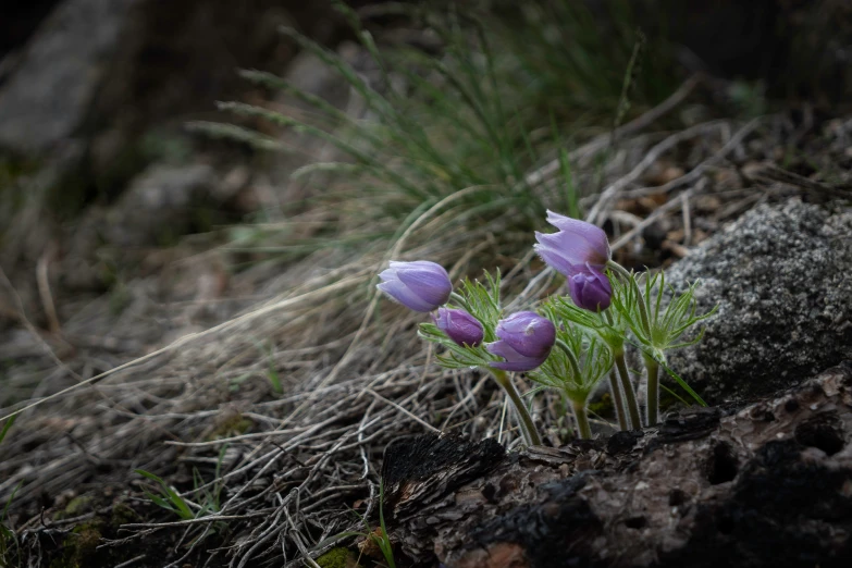 three flowers are sitting by some rocks