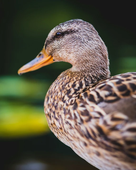 a close up of a duck with the head turned